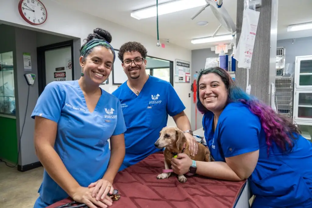 dog-wellness-exam