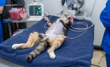 cat-surgery