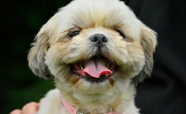 happy-dog