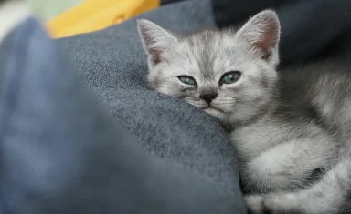 kitten-on-couch